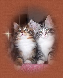 Shubacoon kittens
